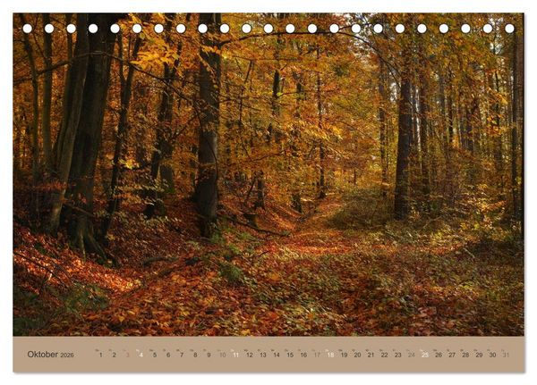 Produktbild: Unser Wald - Magische Sichten in norddeutsche W&auml;lder (Tischkalender 2026 DIN A5 quer), CALVENDO Monatskalender