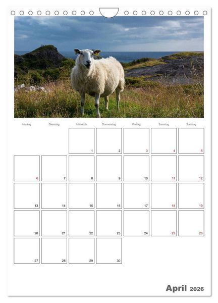 Produktbild: Schafe - 12 Monate in der Herde (Wandkalender 2026 DIN A4 hoch), CALVENDO Monatskalender