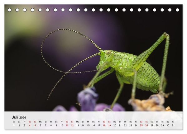 Produktbild: Verborgene Wunder (Tischkalender 2026 DIN A5 quer), CALVENDO Monatskalender