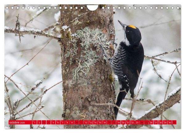Produktbild: LA FOR&Ecirc;T DES PICS (Calendrier mural 2026 DIN A4 vertical), CALVENDO calendrier mensuel