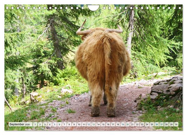 Produktbild: K&uuml;he im Einklang mit der Natur (Wandkalender 2026 DIN A4 quer), CALVENDO Monatskalender