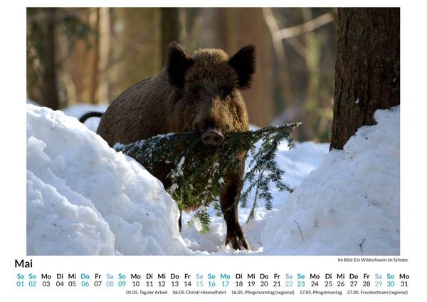 Produktbild: Jagd auf Wildschweine