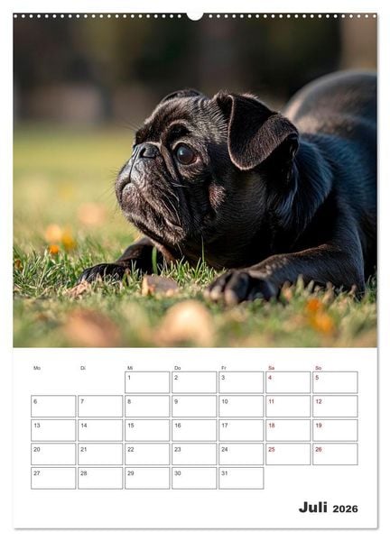 Produktbild: MOPS Pfotengl&uuml;ck in Faltenform (hochwertiger Premium Wandkalender 2026 DIN A2 hoch), Kunstdruck in Hochglanz
