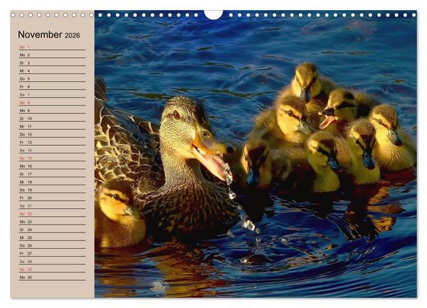 Produktbild: G&auml;nse und Enten. Schnattern, watscheln, quaken! (Wandkalender 2026 DIN A3 quer), CALVENDO Monatskalender