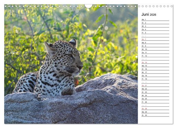 Produktbild: S&uuml;dafrika - Big 5 und mehr (Wandkalender 2026 DIN A3 quer), CALVENDO Monatskalender