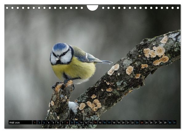 Produktbild: Mes anges bleus en &Icirc;le-de-France (Calendrier mural 2026 DIN A4 vertical), CALVENDO calendrier mensuel
