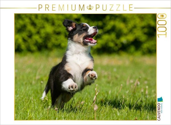 Produktbild: CALVENDO Puzzle Ein Motiv aus dem Kalender Bekannt wie ein bunter Hund. Australian Shepherd - Familienplaner hoch | 1000 Teile Lege-Gr&ouml;&szlig;e 64x48cm Foto