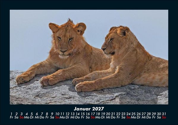 Produktbild: Tiere in der Wildnis 2027 Fotokalender DIN A5