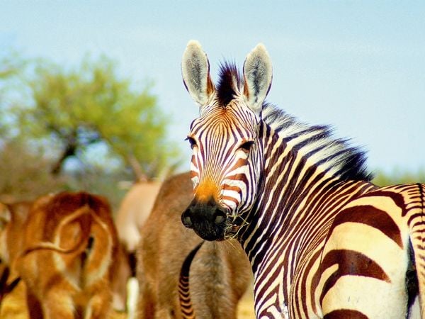 Produktbild: CALVENDO Puzzle Zebra | 1000 Teile Lege-Gr&ouml;&szlig;e 64x48cm Foto-Puzzle f&uuml;r gl&uuml;ckliche Stunden
