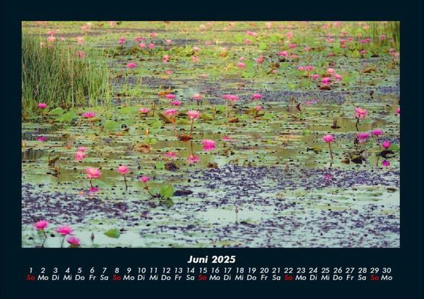 Produktbild: Rosen-Kalender 2025 Fotokalender DIN A4