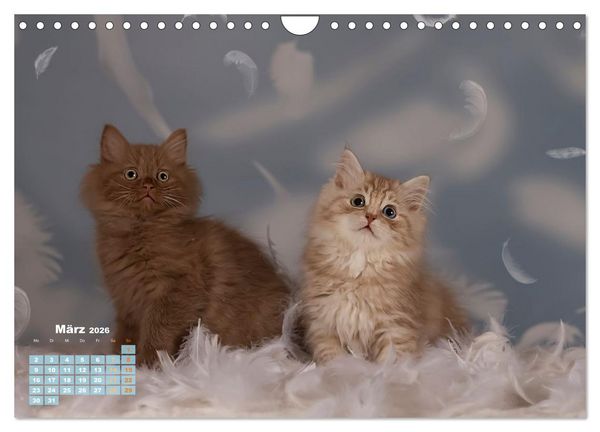 Produktbild: Die Kitten kommen. (Wandkalender 2026 DIN A4 quer), CALVENDO Monatskalender