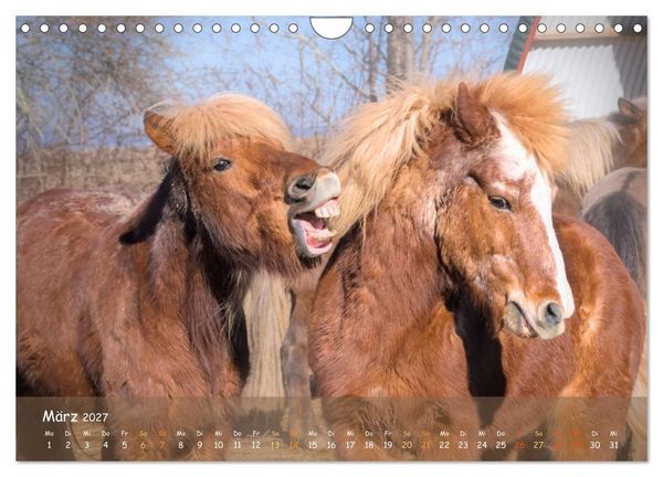 Produktbild: Verspielte Islandpferde Kopf an Kopf (Wandkalender 2027 DIN A4 quer), CALVENDO Monatskalender