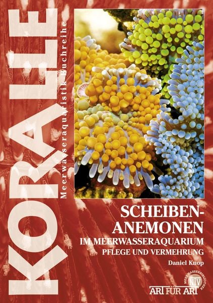 Produktbild: Scheibenanemonen im Meerwasseraquarium