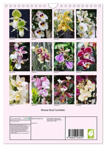 Produktbild: Miracle floral l'orchid&eacute;e (Calendrier mural 2026 DIN A4 horizontal), CALVENDO calendrier mensuel