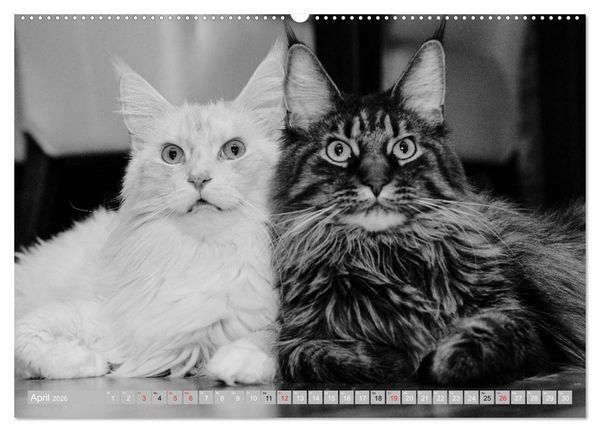 Produktbild: Katzen Pers&ouml;nlichkeiten 2026 (hochwertiger Premium Wandkalender 2026 DIN A2 quer), Kunstdruck in Hochglanz