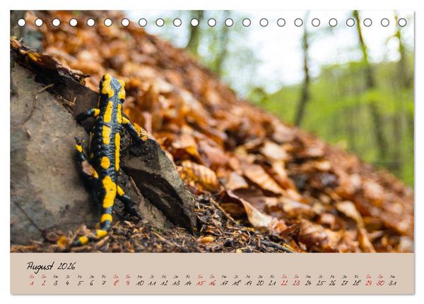 Produktbild: Feuersalamander - Liebenswerte Heimlichtuer (Tischkalender 2026 DIN A5 quer), CALVENDO Monatskalender