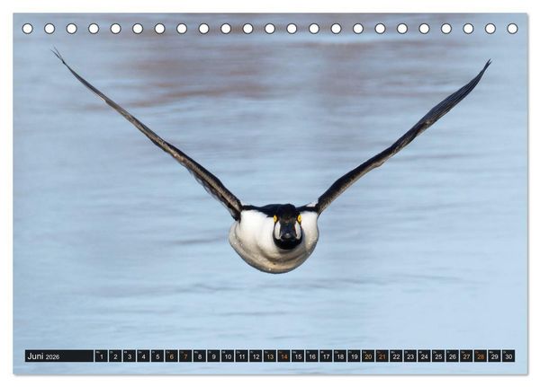 Produktbild: Die grandiose Tierwelt von Finnland (Tischkalender 2026 DIN A5 quer), CALVENDO Monatskalender