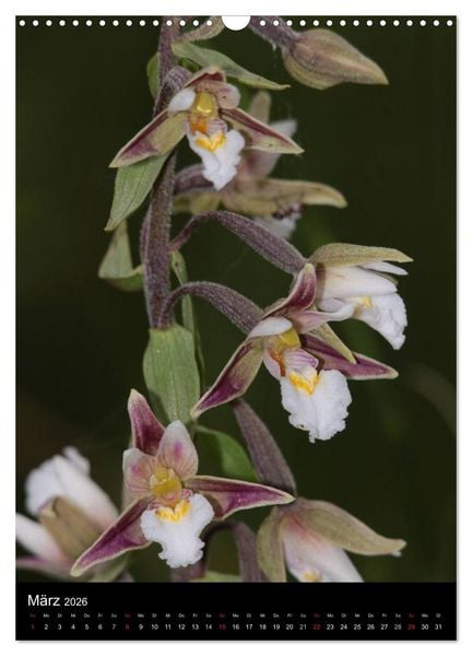 Produktbild: Wildwachsende Orchideen in Deutschland (Wandkalender 2026 DIN A3 hoch), CALVENDO Monatskalender