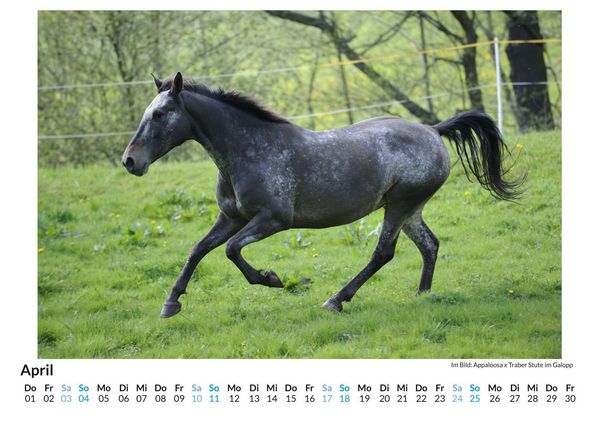 Produktbild: Appaloosa
