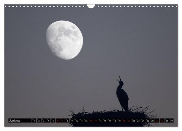 Produktbild: Die Sandersh&auml;user St&ouml;rche (Wandkalender 2026 DIN A3 quer), CALVENDO Monatskalender