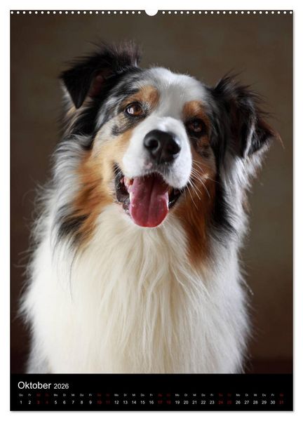 Produktbild: Geliebte Aussies - Australian Shepherds im Portrait (hochwertiger Premium Wandkalender 2026 DIN A2 hoch), Kunstdruck in Hochglanz