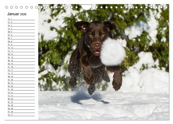 Produktbild: Labrador Retriever - Freunde f&uuml;r&acute;s Leben (Wandkalender 2026 DIN A4 quer), CALVENDO Monatskalender