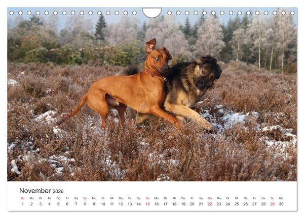 Produktbild: Ridgebacks - Hunde aus Afrika (Wandkalender 2026 DIN A4 quer), CALVENDO Monatskalender