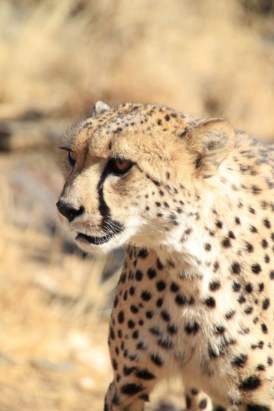 Produktbild: African Safari