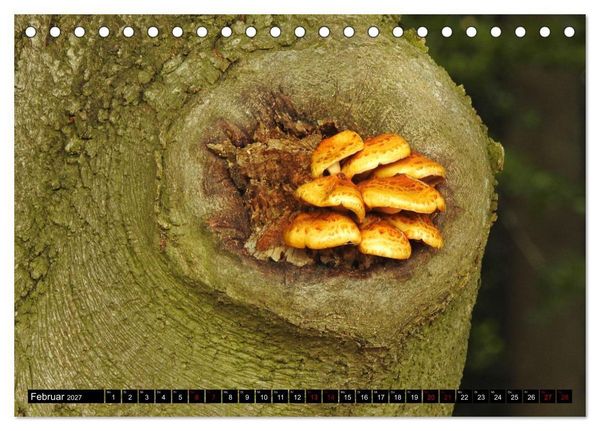 Produktbild: Naturwunder Wald (Tischkalender 2027 DIN A5 quer), CALVENDO Monatskalender