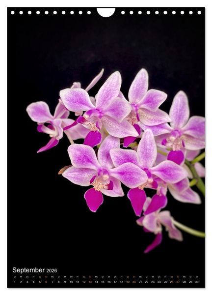 Produktbild: Orchideen - Exoten im Wohnzimmer (Wandkalender 2026 DIN A4 hoch), CALVENDO Monatskalender