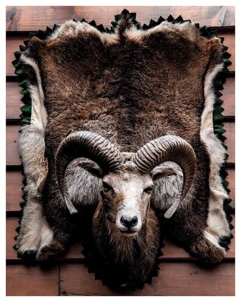 Produktbild: Schnelle Wildgerichte - Das Wild Kochbuch