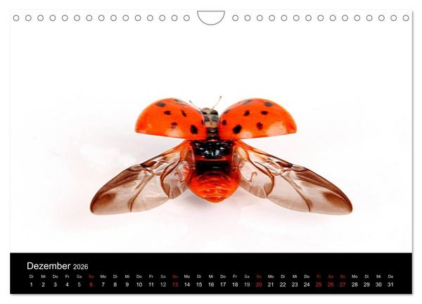 Produktbild: Viel Gl&uuml;ck - Marienk&auml;fer im Fotostudio (Wandkalender 2026 DIN A4 quer), CALVENDO Monatskalender