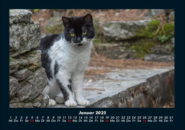 Produktbild: F&uuml;r Katzenfreunde 2025 Fotokalender DIN A4