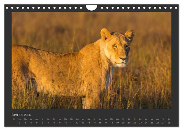 Produktbild: Lions &ndash; Photographies de la faune (Calendrier mural 2026 DIN A4 vertical), CALVENDO calendrier mensuel