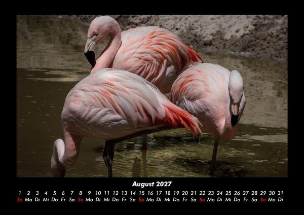 Produktbild: Vogelparadies 2027 Fotokalender DIN A3