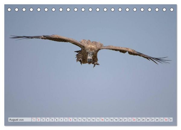 Produktbild: Emotionale Momente: Afrika Wildlife Part 2 / CH-Version (Tischkalender 2026 DIN A5 quer), CALVENDO Monatskalender