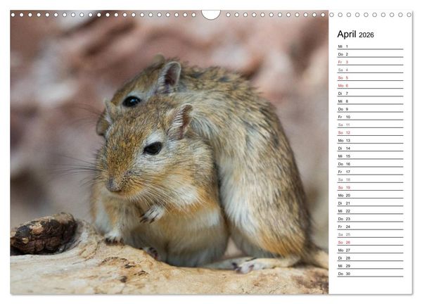 Produktbild: Mausebande (Wandkalender 2026 DIN A3 quer), CALVENDO Monatskalender
