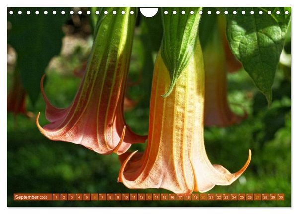 Produktbild: Flower Power - Zauberhafte K&uuml;belpflanzen (Wandkalender 2026 DIN A4 quer), CALVENDO Monatskalender