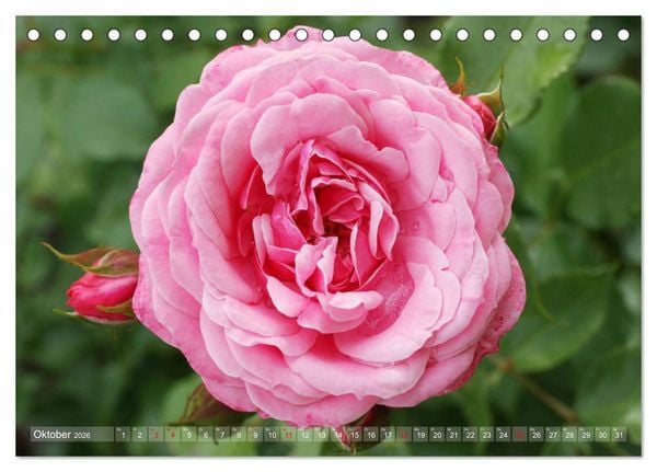 Produktbild: Stolze Rosen (Tischkalender 2026 DIN A5 quer), CALVENDO Monatskalender