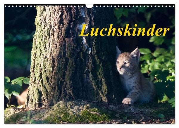 Luchskinder (Wandkalender 2026 DIN A3 quer), CALVENDO Monatskalender
