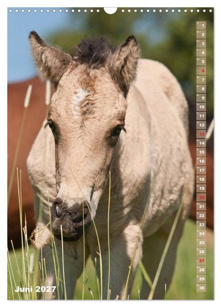 Produktbild: Fohlen im Portr&auml;t (Wandkalender 2027 DIN A3 hoch), CALVENDO Monatskalender