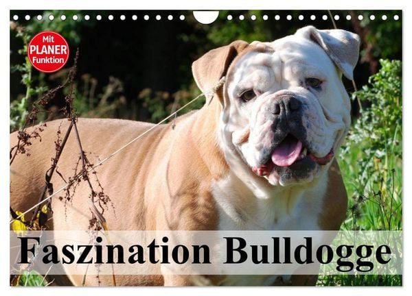 Produktbild: Faszination Bulldogge (Wandkalender 2026 DIN A4 quer), CALVENDO Monatskalender