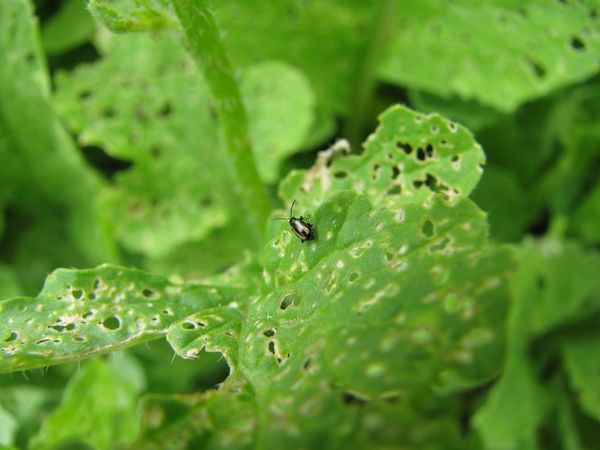 Produktbild: Handbuch Pflanzenschutz im Biogarten