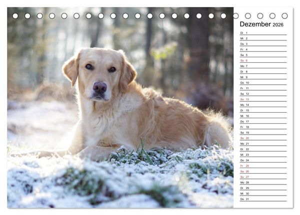 Produktbild: Goldig durch das Jahr! (Tischkalender 2026 DIN A5 quer), CALVENDO Monatskalender