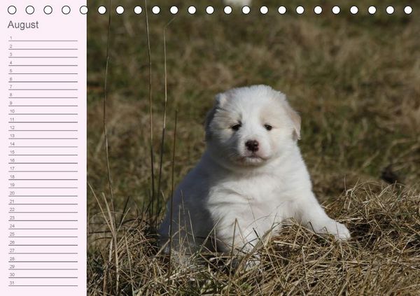 Produktbild: Border Collie-Welpen Geburtstagskalender (Tischkalender immerw&auml;hrend DIN A5 quer)