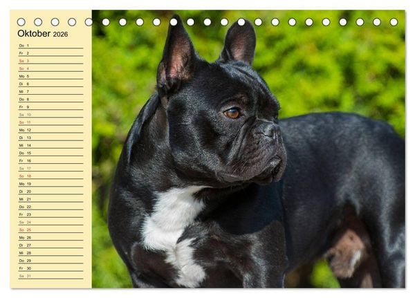 Produktbild: Franz&ouml;sische Bulldogge - Clown auf 4 Pfoten (Tischkalender 2026 DIN A5 quer), CALVENDO Monatskalender