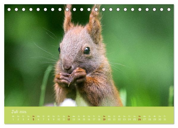 Produktbild: Eichh&ouml;rnchen - die s&uuml;&szlig;en Nussknacker (Tischkalender 2026 DIN A5 quer), CALVENDO Monatskalender