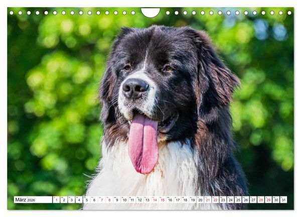 Produktbild: Traumhund Landseer (Wandkalender 2026 DIN A4 quer), CALVENDO Monatskalender