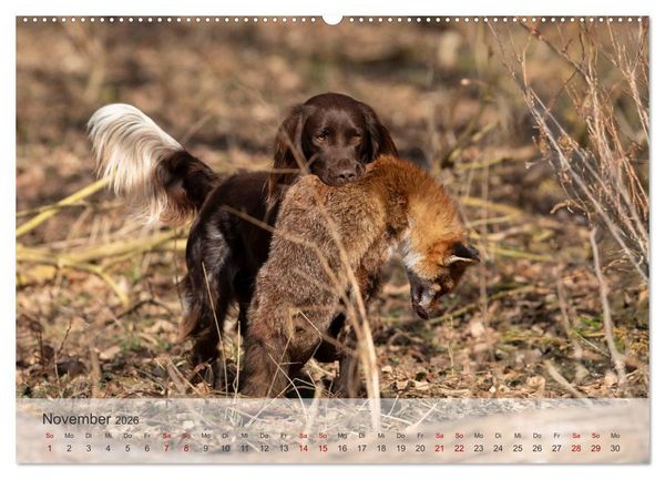 Produktbild: Treue Jagdgef&auml;hrten Der kleine M&uuml;nsterl&auml;nder (hochwertiger Premium Wandkalender 2026 DIN A2 quer), Kunstdruck in Hochglanz