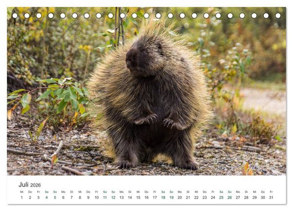 Produktbild: Into the Wild - Kanada und Alaska (Tischkalender 2026 DIN A5 quer), CALVENDO Monatskalender